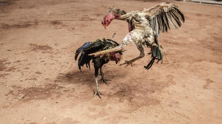 الديكان يتصارعان في الحلبة