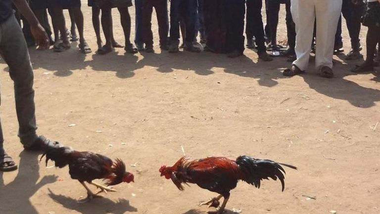 الديكان يتصارعان في الحلبة