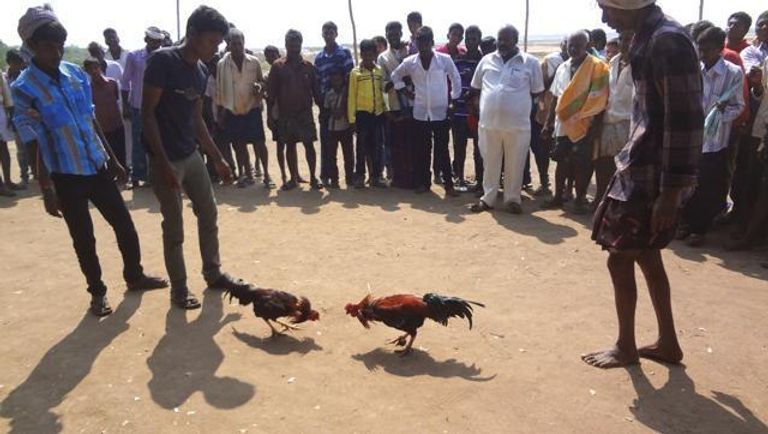 الديكان يتصارعان في الحلبة