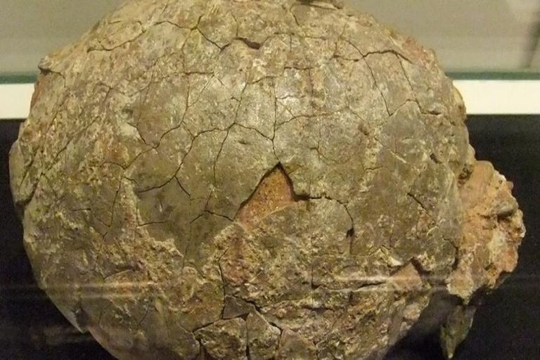 بيضة الديناصور المكتشفة