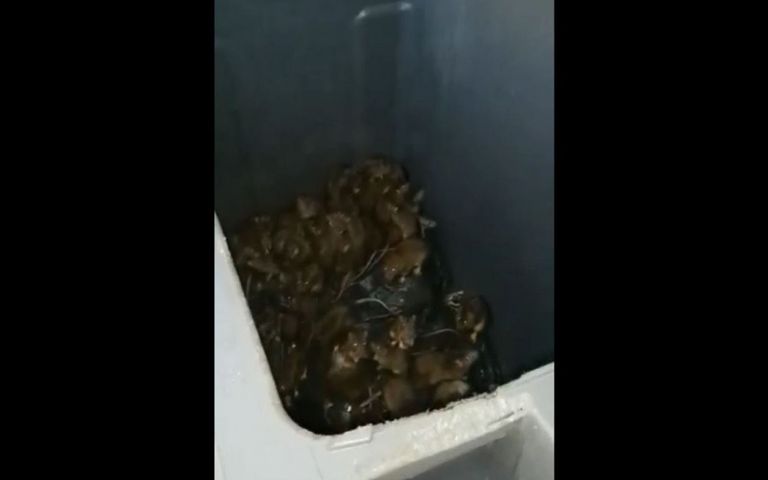 نفايات باريس تجذب الجرذان فئران باريس لديها مناعة قوية ضد السموم