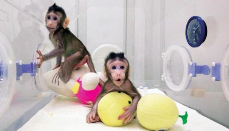  القردان اللذان جرى استنساخهما في الصين