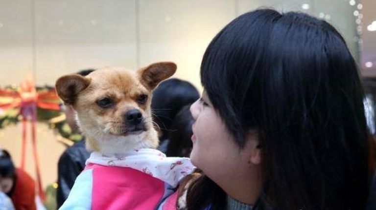 اليوم يهدف إلى أن تكون مساعدة الحيوانات الضالة أسلوب حياة فتاة صينية تحمل إحدى الكلاب الشريدة