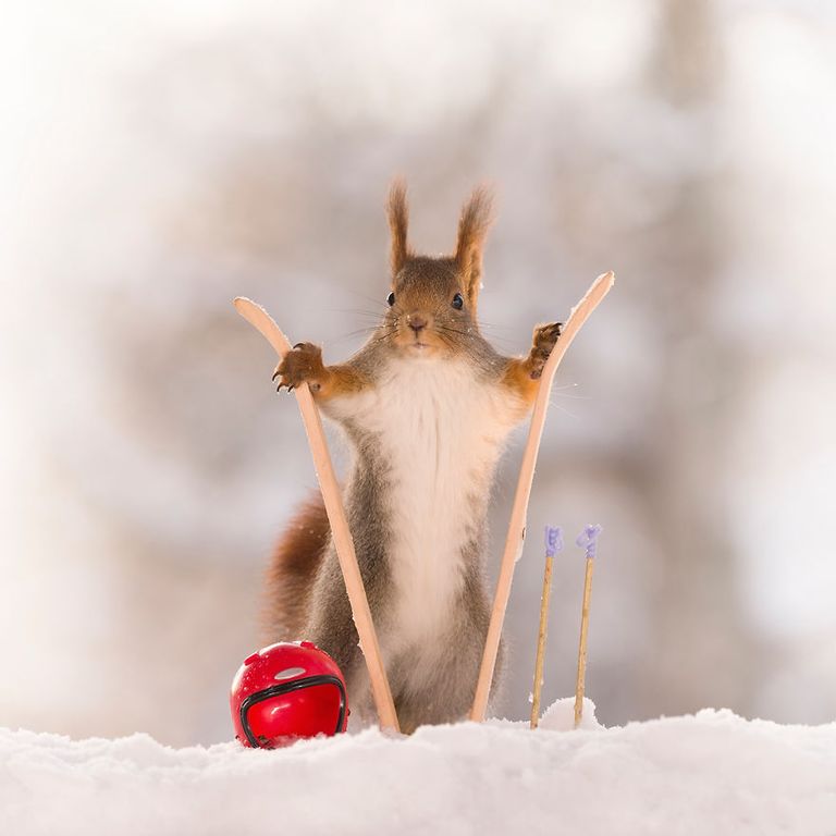 سنجاب يلعب بإحدى الألعاب