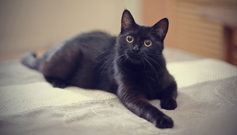 الهالوين.. احتفالية أمريكية تحتفي بالمرعبين