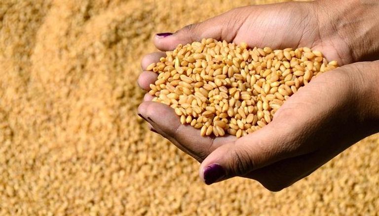 المغرب يلغي الرسوم الجمركية على القمح اللين