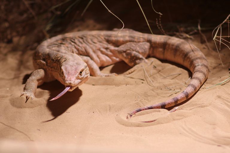 منتجة فيلم وايلد دبي