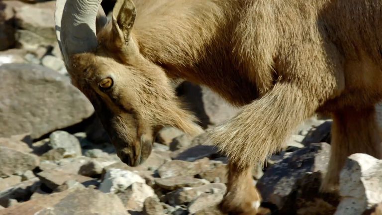 وثائقي "دبي وايلد" يُعرّف بأبرز الكنوز البيئية في الإمارة