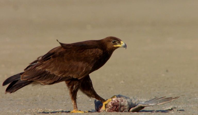وثائقي "دبي وايلد" يُعرّف بأبرز الكنوز البيئية في الإمارة