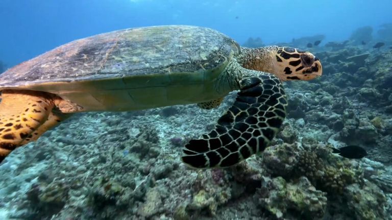 وثائقي "دبي وايلد" يُعرّف بأبرز الكنوز البيئية في الإمارة