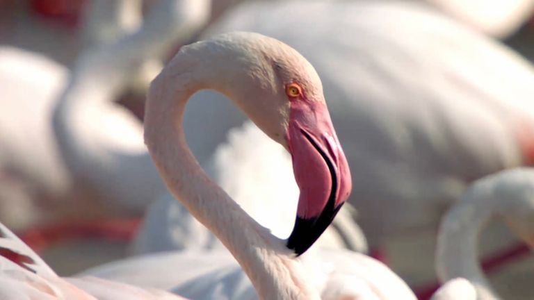 وثائقي "دبي وايلد" يُعرّف بأبرز الكنوز البيئية في الإمارة