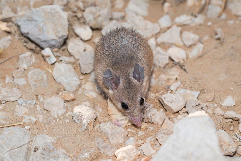 التنوع البيولوجي بدبي