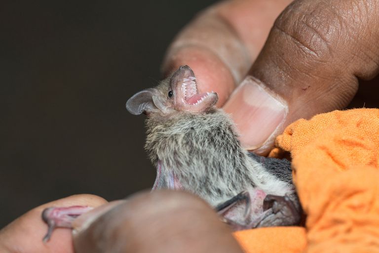 التنوع البيولوجي بدبي