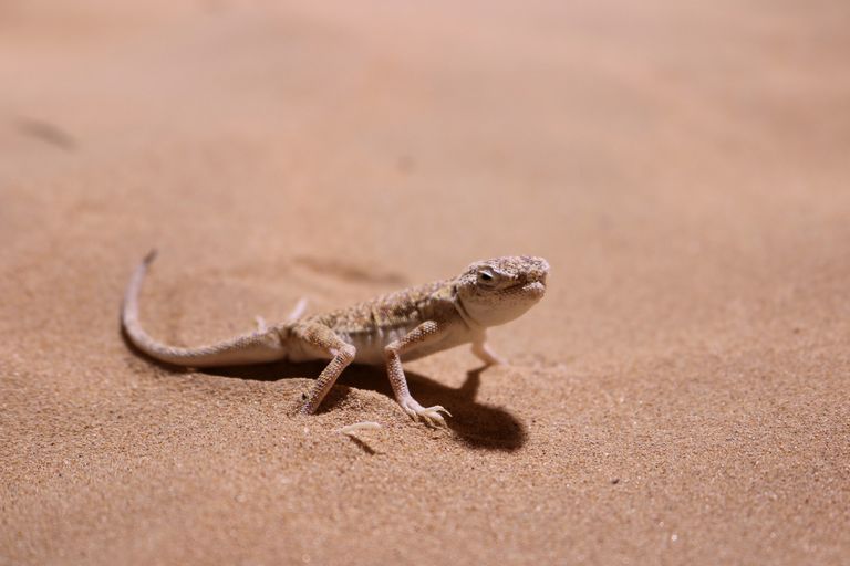 التنوع البيولوجي بدبي