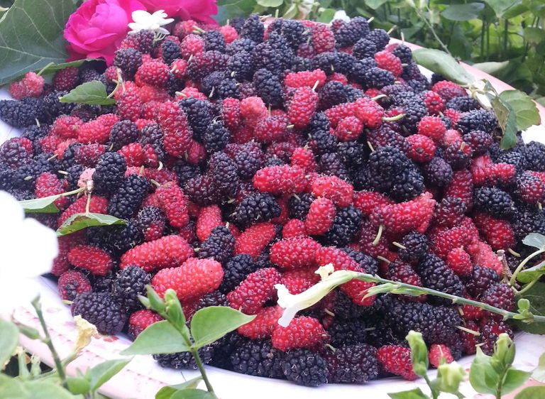 رئتا الإنسان