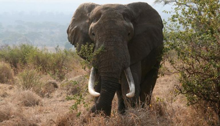 فيل يهاجم سياحا بجنوب أفريقيا - أرشيفية