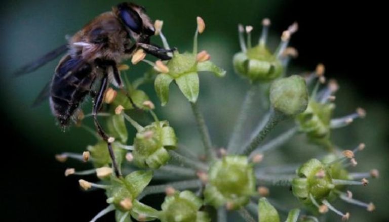"الحشرات الحليفة".. مشروع أمريكي يثير المخاوف من تحويله لسلاح بيولوجي