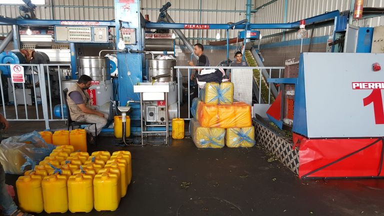 موسم الزيتون.. الذهب الأخضر يتراجع بغزة