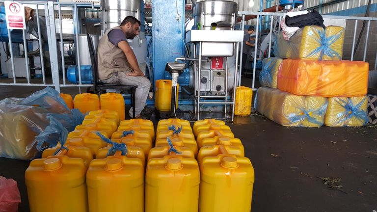 موسم الزيتون.. الذهب الأخضر يتراجع بغزة