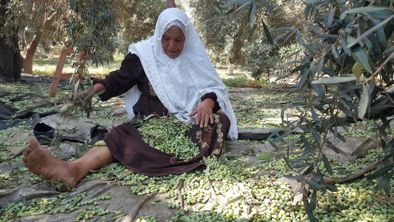 موسم الزيتون.. الذهب الأخضر يتراجع بغزة