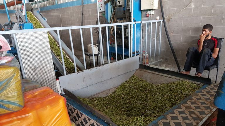 موسم الزيتون.. الذهب الأخضر يتراجع بغزة