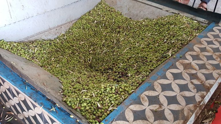 موسم الزيتون.. الذهب الأخضر يتراجع بغزة