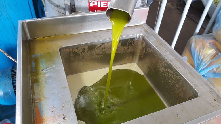 موسم الزيتون.. الذهب الأخضر يتراجع بغزة