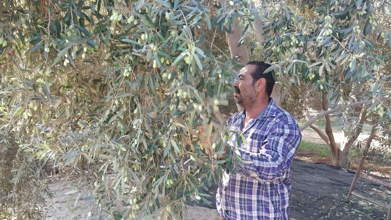 موسم الزيتون.. الذهب الأخضر يتراجع بغزة