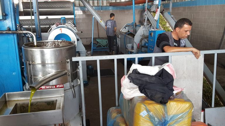 موسم الزيتون.. الذهب الأخضر يتراجع بغزة