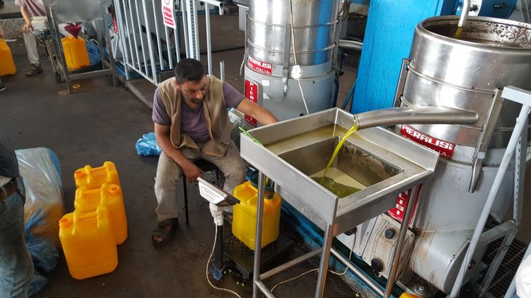 موسم الزيتون.. الذهب الأخضر يتراجع بغزة