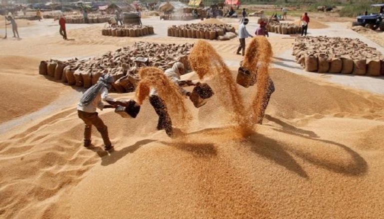 مصر تعتبر مخزون القمح في الحدود الآمنة