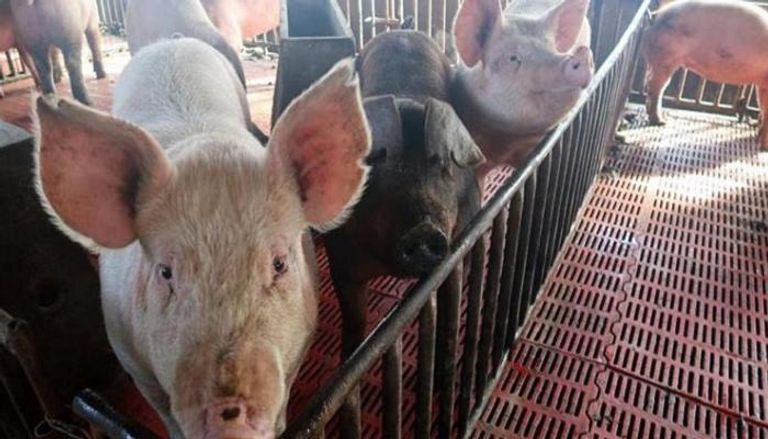 الصين تحظر واردات الخنازير من اليابان وبلجيكا