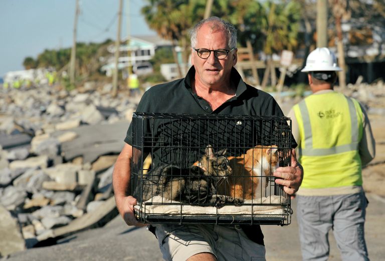 كلاب مدربة تشارك في البحث عن ناجين بعد إعصار مايكل بأمريكا