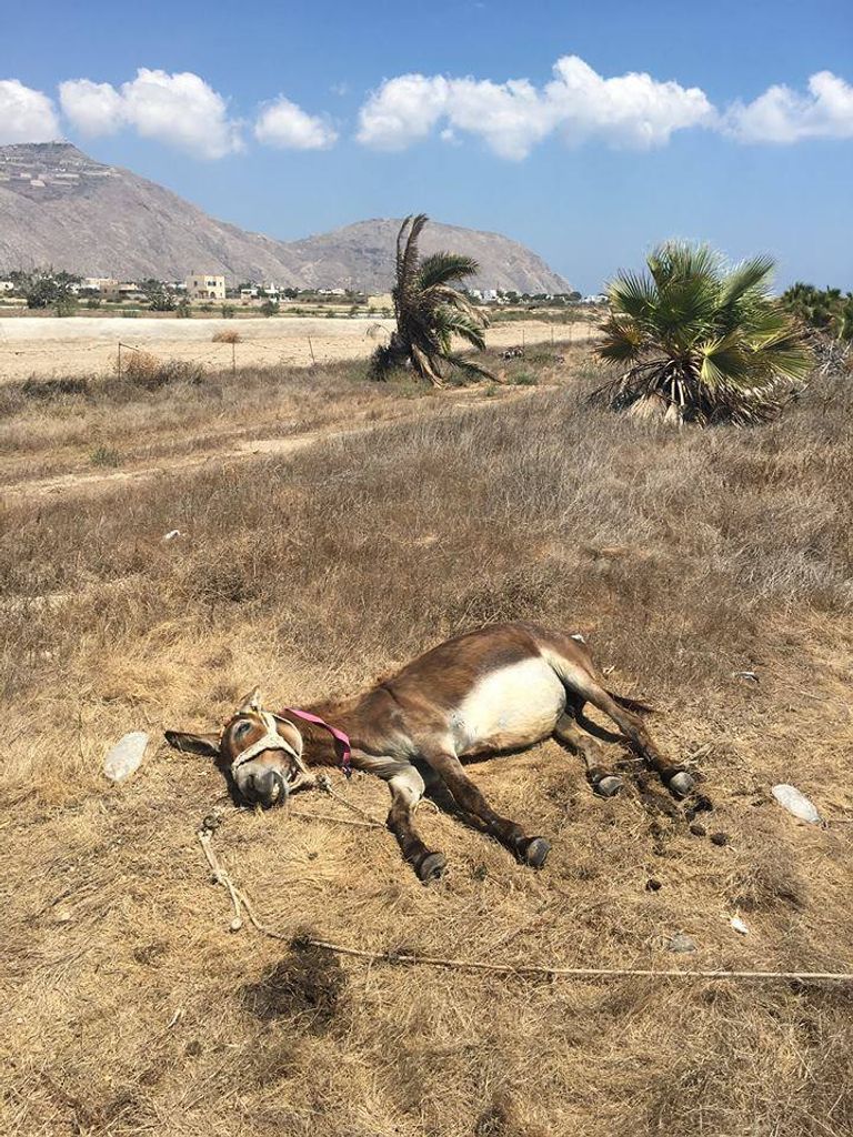 الحمير تعاني من أصحاب الوزن الزائد في اليونان