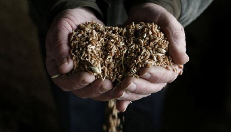 مخزون القمح  المصري في الحدود الآمنة - الصورة من رويترز