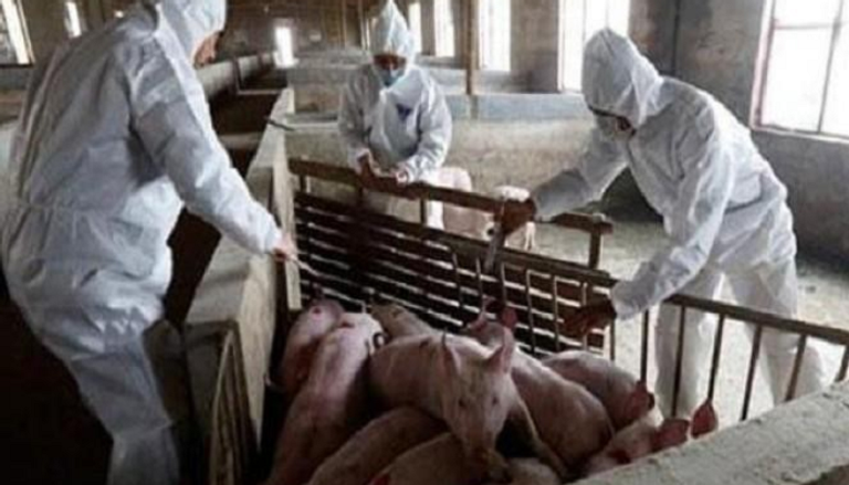 الصين تعلن عن تفشٍّ جديد لحمى الخنازير الأفريقية
