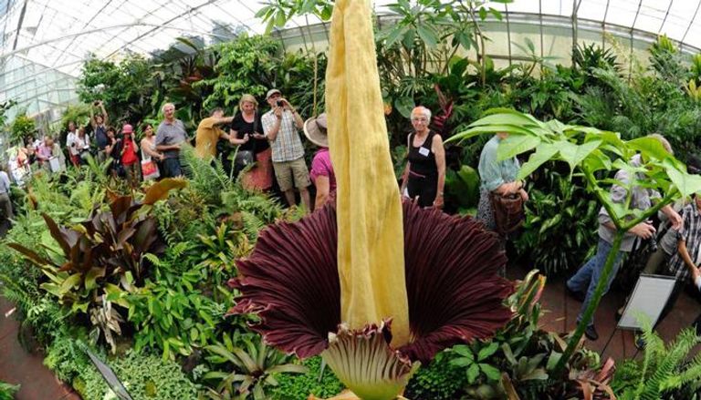 أكبر زهرة ذات الرائحة الأكثر بشاعة في العالم