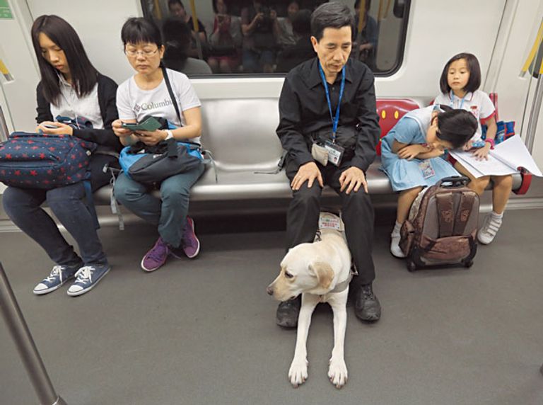 الكلاب المصاحبة للمكفوفين في الصين