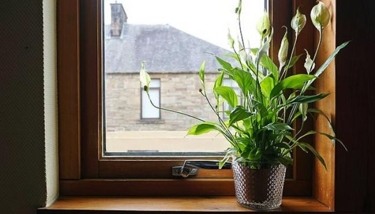النباتات في المنزل تحسن الصحة - صورة أرشيفية