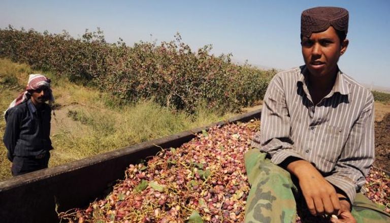 حصاد محصول الفستق في إيران - أرشيفية
