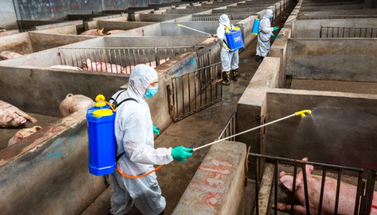 الصين تعلن عن تفش جديد لحمى الخنازير الأفريقية في إقليم تشجيانغ