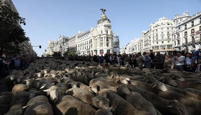 الأغنام تغزو شوارع مدريد