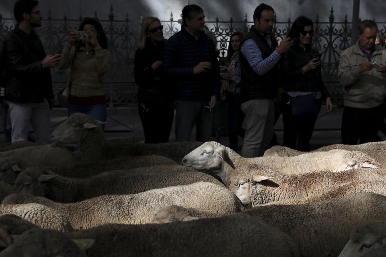 الأغنام تغزو شوارع مدريد