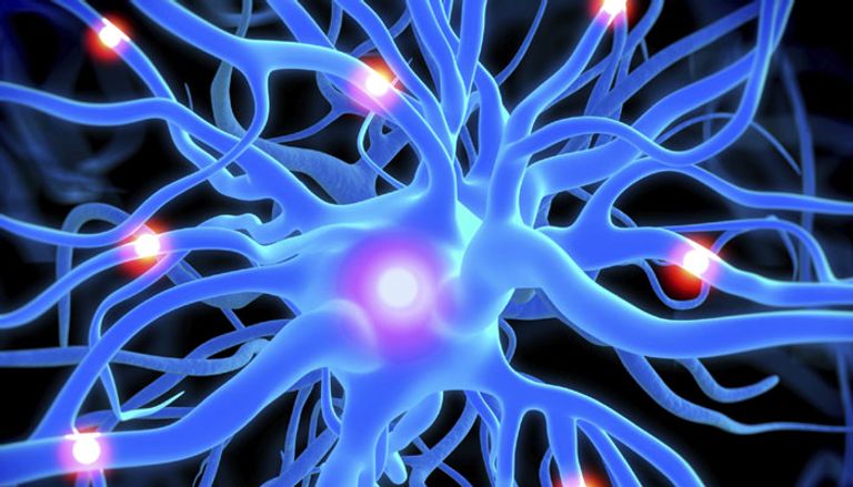 الدماغ البشري كما لم نعرفه من قبل