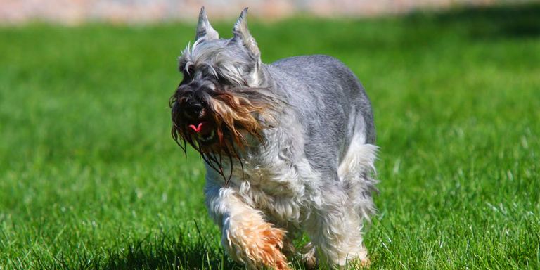 نجاح عملية استنساخ كلب من سلالة ألمانية في الصين