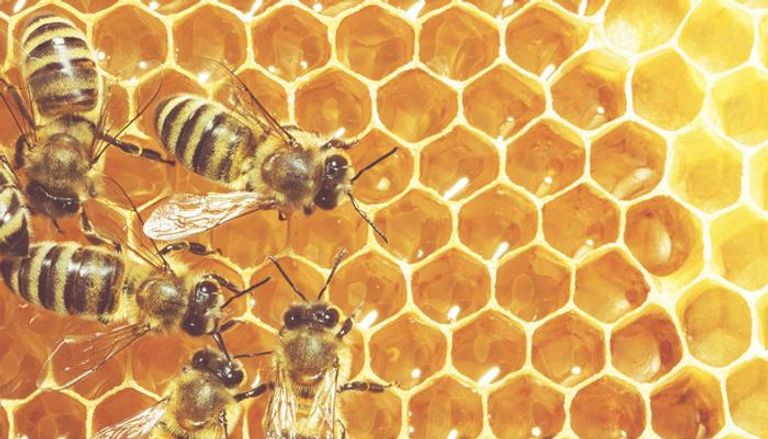 العلماء يكتشفون سر النشاط في خلية النحل