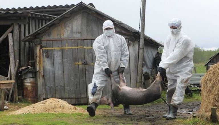 إصابتان جديدتان بحمى الخنازير الأفريقية وسط الصين