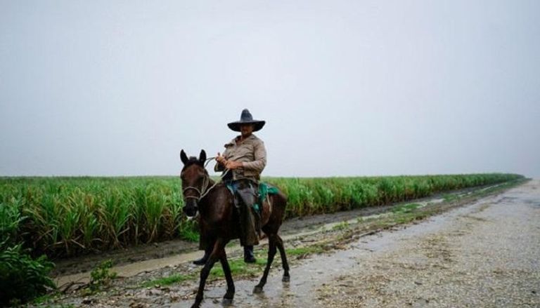 مزارع كوبي يركب حصانًا بجوار حقل قصب السكر 