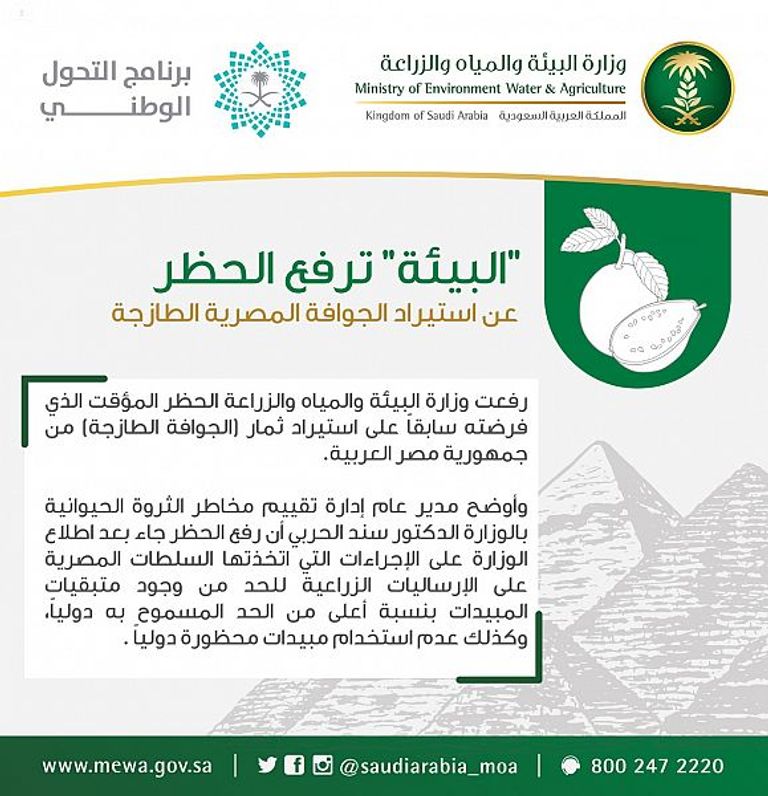 السعودية ترفع الحظر عن استيراد الجوافة المصرية الطازجة