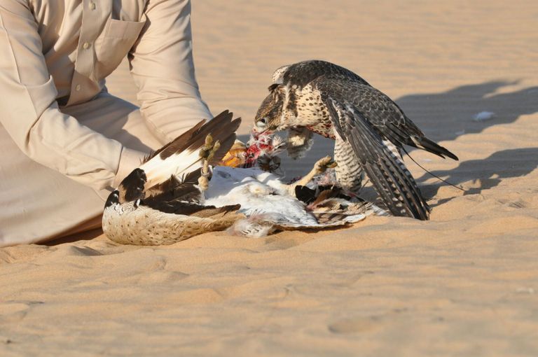 محمية المرزوم بأبوظبي